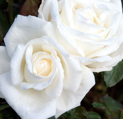 Rosa ht. 'Queen Mary 2' PP16951 (white)