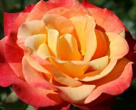 Rosa ht. 'Rio Samba' ™ PP8361 (yellow), 36" Tree Form
