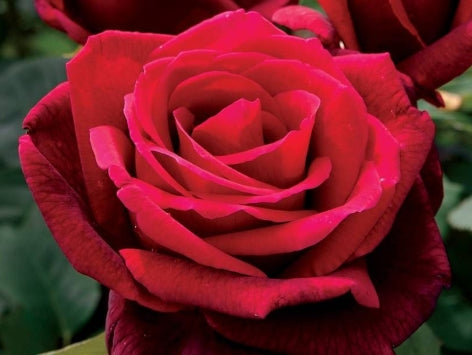 Rosa ht. 'Mister Lincoln' (red) Tree Form