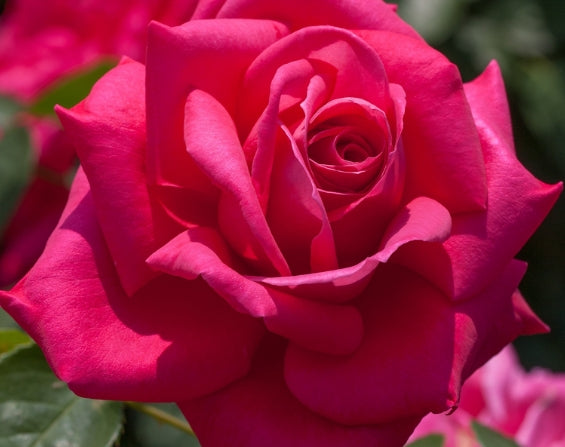 Rosa ht. 'Miss All American Beauty' (pink)