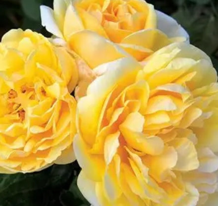 Rosa ht. 'Michelangelo' ™ PPAF (yellow)