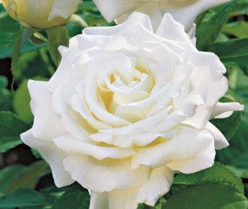 Rosa ht. 'Pope John Paul II' (white)
