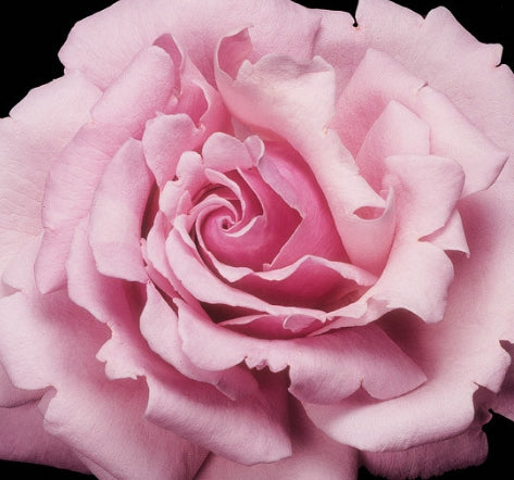 Rosa ht. 'Memorial Day' ™ PPAF (orchid)