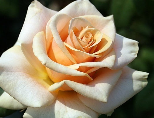 Rosa ht. 'Marilyn Monroe' ™ PP14398 (apricot)