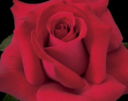 Rosa ht. 'Let Freedom Ring' ™ PPAF (red)