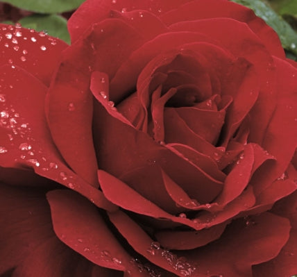 Rosa ht. 'Legends' ™ PPAF (red)