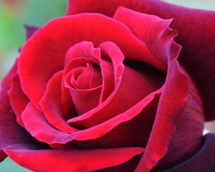 Rosa ht. 'Lasting Love™ (red)