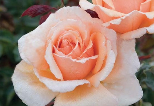 Rosa ht. 'Just Joey' (apricot)