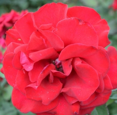 Rosa ht. 'In The Mood' ™ PP19373 (red)