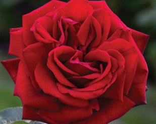 Rosa ht. 'Ingrid Bergman' PP6264 (red)