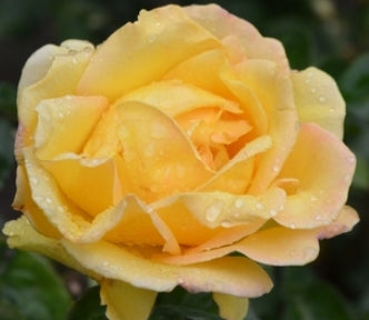 Rosa ht. 'Hotel California' (yellow)