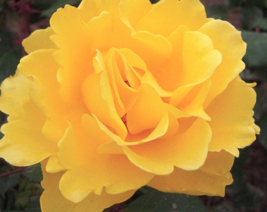 Rosa ht. 'Henry Fonda' PP9390 (yellow)