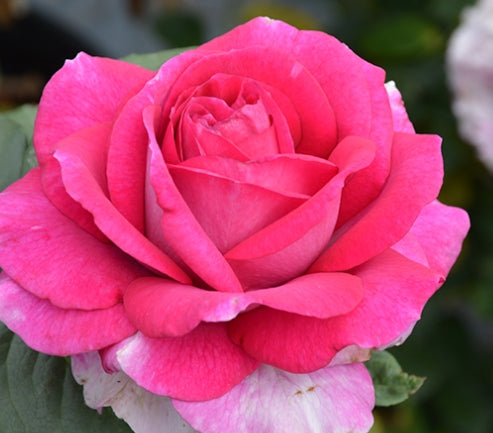 Rosa ht. 'Perfume Factory' 36" Tree Form (pink)