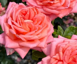 Rosa ht. 'Heavenly Scented' (salmon-pink)