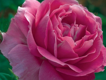 Rosa ht. 'Grande Dame' ™ PPAF (pink)