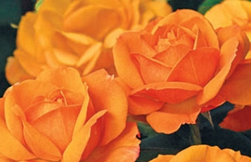 Rosa ht. 'Good As Gold' ™ (orange yellow)