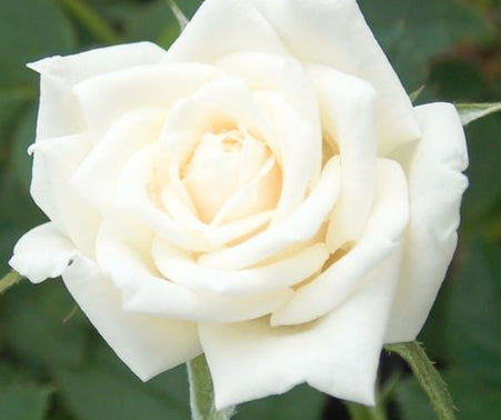 Rosa ht. 'Full Sail' PPAF (white)