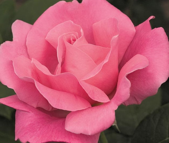 Rosa ht. 'Perfume Delight' (pink)