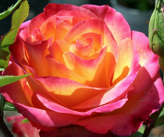Rosa ht. 'Perfect Moment' PP8007 (red/yellow)