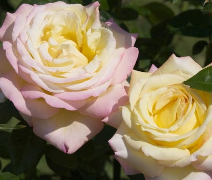 Rosa ht. 'Peace' (yellow/pink)