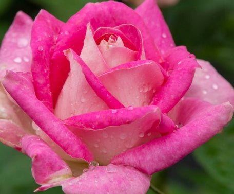 Rosa ht. 'Painted Porcelain' (pink)