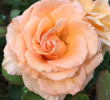 Rosa ht. 'Over the Moon' ™ PP21577 (apricot)