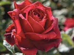 Rosa ht. 'Oklahoma' (red)