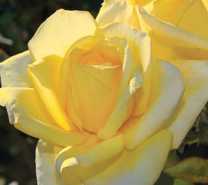 Rosa ht. 'Oregold' (gold)