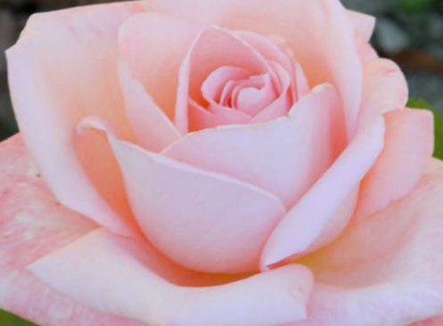 Rosa ht. 'New Zealand' PP8279 (pink)