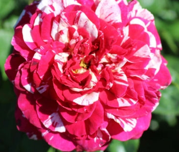 Rosa ht. 'Neil Diamond' ™ PPAF (pink white)