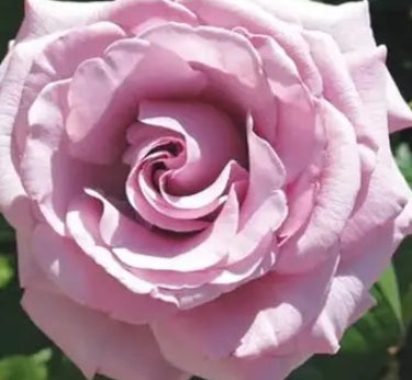 Rosa ht. 'Neptune' PPAF (lavender)