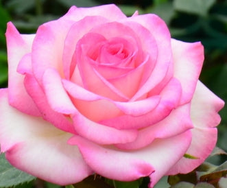 Rosa ht. 'Moonstone™' (pink-white)
