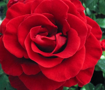 Rosa ht. 'Firefighter' (red), Tree Form