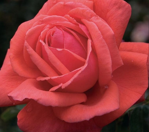 Rosa ht. 'Fragrant Cloud' Tree Form (coral)