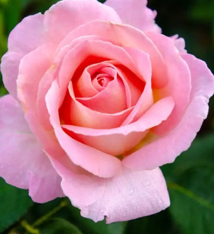 Rosa ht. 'Falling in Love' ™ PP19872 (pink)