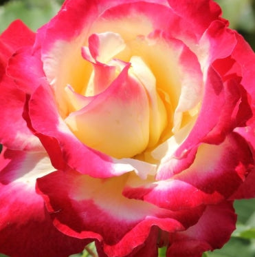 Rosa ht. 'Double Delight' (cream/red)