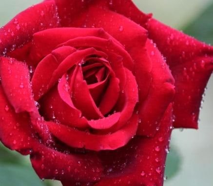 Rosa ht. 'Chrysler Imperial' (red)