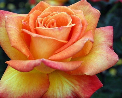 Rosa ht. 'Chris Evert' PP10071 (scarlet)