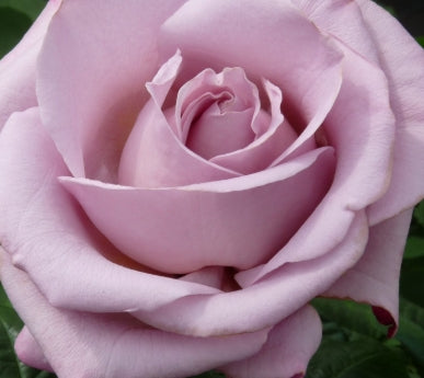 Rosa ht. 'Blue Girl' (lavender)