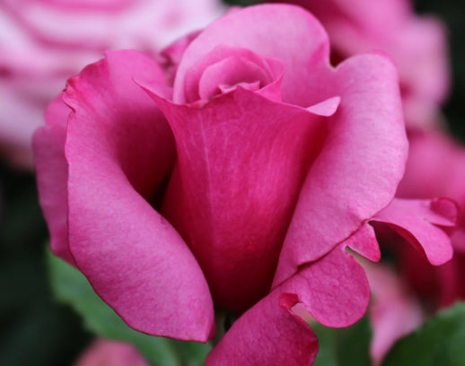 Rosa ht. 'Barbra Streisand' PP13120 (lavender)