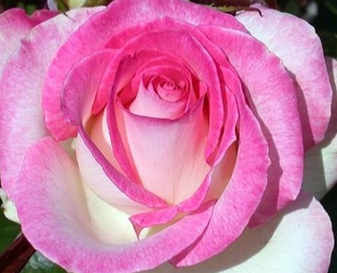Rosa ht. 'Angelic Veil™' PPAF (pink)