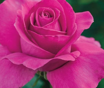 Rosa ht. 'All My Loving' ™ (pink) PPAF