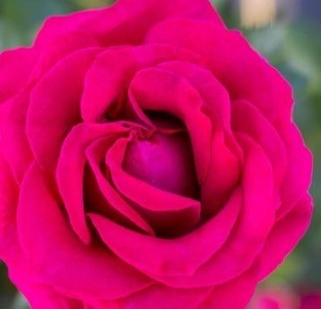 Rosa grand. SWEET SPIRIT™ PP30860 (red)