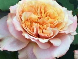 Rosa grand. SUNBELT® CRAZY LOVE™ PP26870 (orange)