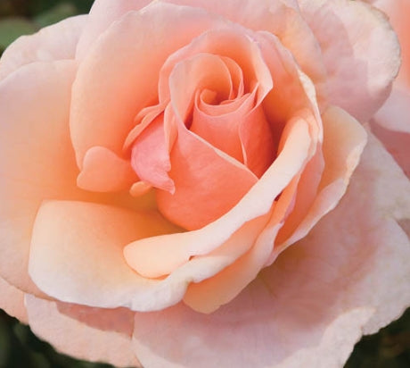 Rosa grand. Mother of Pearl® PP18707 (apricot)