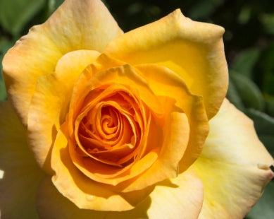 Rosa grand. Gold Medal® (yellow/orange)
