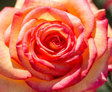 Rosa grand. Dream Come True™ PP20633 (yellow/ruby)