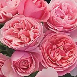 Rosa grand. ALL DRESSED UP™ PPAF (pink)