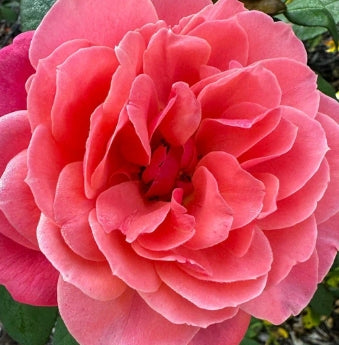 Rosa grand. 'Uptown Girl™' (orange-pink)
