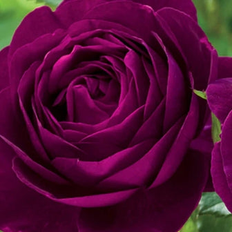 Rosa grand. 'Twilight Zone' ™ PP24725 (purple)